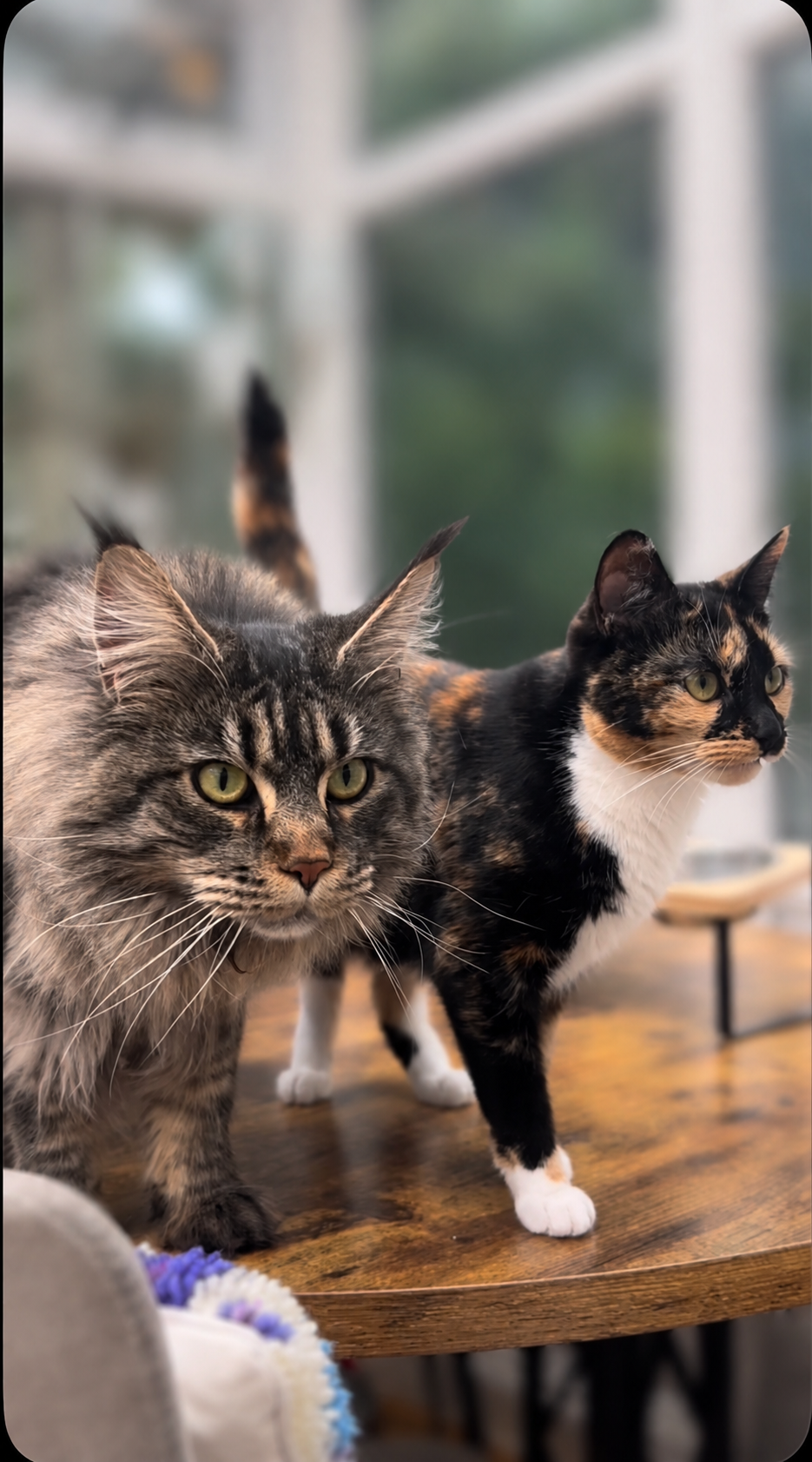 Two cats standing calmly together at home